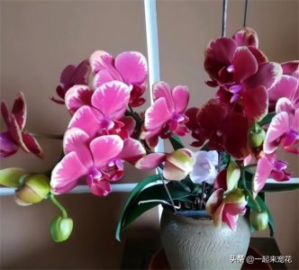 ​蝴蝶兰开完花千万别扔？教你几招，安全度夏，来年花开满枝头