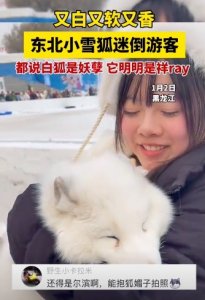 ​白狐都出来营业了！哈尔滨东北小雪狐迷倒游客直呼“好白好软好香”