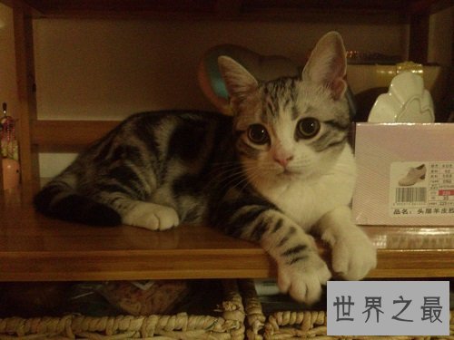 瓜皮猫是什么品种？揭秘网红猫的真相！