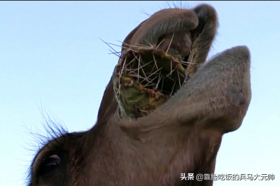 ​什么动物吃仙人掌不吐刺 ？原来窍门在这里