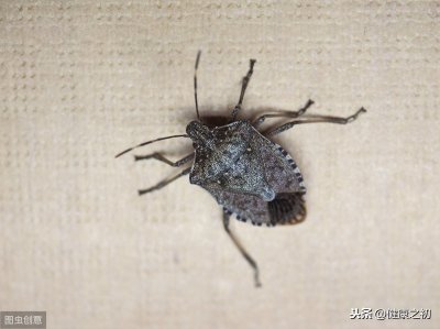 ​臭虫咬了怎么办 它可比蚊子厉害多了！