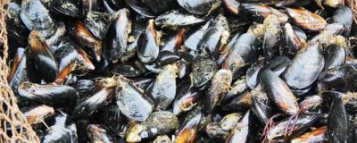 ​海虹怎么清洗里面的沙子 海虹怎么清洗图解