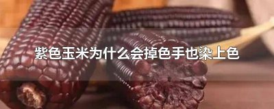 ​紫色玉米掉颜色吗 黑玉米手会染颜色