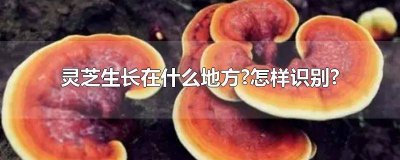 ​灵芝生长在什么地方怎样识别 灵芝生长在什么地方?怎样识别真假