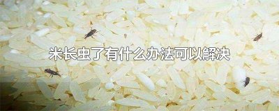 ​米长虫怎么办? 米长虫了怎么处理