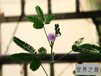 ​十大不能家养的植物 最香的花可以导致神经衰弱