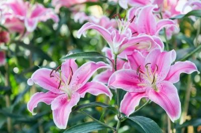 ​盆栽百合一年能开几次花？学会这几招，开花又多又香花期还长