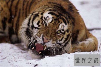 ​世界上最大的老虎，西伯利亚虎体长2.8米（重达350kg）