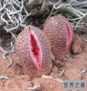 ​世界十大最毒植物，看到这些一定要离他们远点