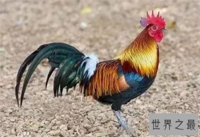 ​濒危野生动物有哪些？华南虎是中国独有品种