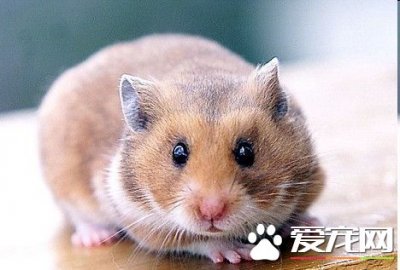 ​小仓鼠吃什么东西 仓鼠一天吃多少东西 一天大约能吃10克干粮