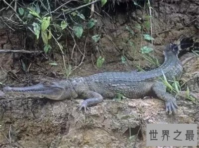 ​世界上最大的鳄鱼，咸水鳄体重两千斤曾杀死4000个日本人