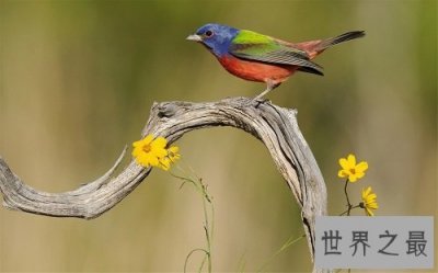 ​鸟的种类都有哪些呢？中国鸟种类大盘点！