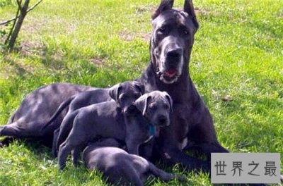 ​大丹麦犬可训练为警犬，非常温顺对主人忠心