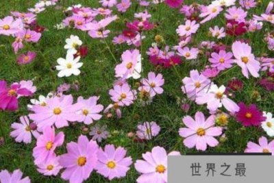 ​适合新手养的10种花，波斯菊居榜单首位