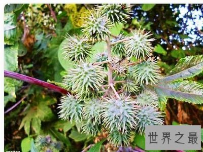 ​世界上毒性最强的十种植物，有一种是我们生活中非常的常见。