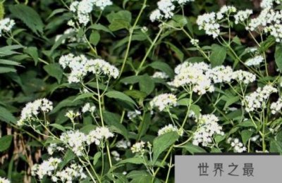 ​世界上最毒的植物 堪称十大毒王