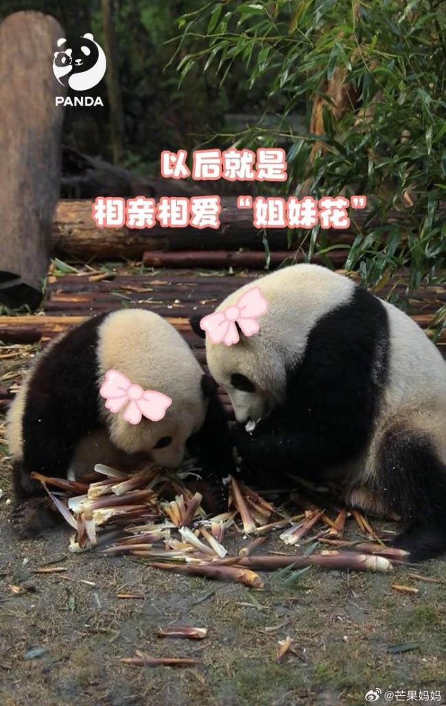 一觉醒来和叶弟弟变妹妹!和叶花花原来是姐妹