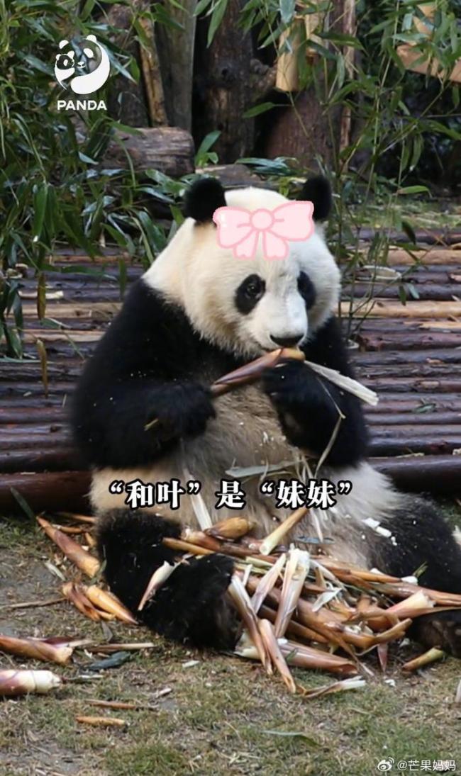一觉醒来和叶弟弟变妹妹!和叶花花原来是姐妹