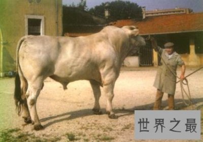 ​世界上最大的牛