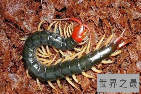 世界上最大的蜈蚣，你能想象它吃掉一只老鼠的样子吗？