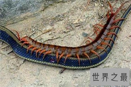 世界上最大的蜈蚣，你能想象它吃掉一只老鼠的样子吗？