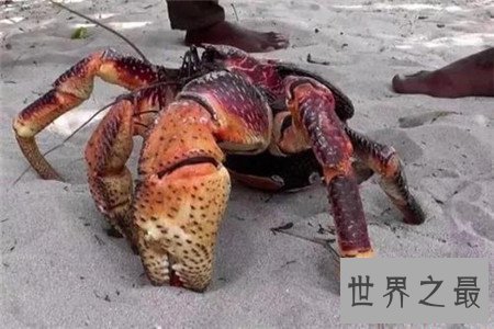 世界上最大的蜈蚣，你能想象它吃掉一只老鼠的样子吗？