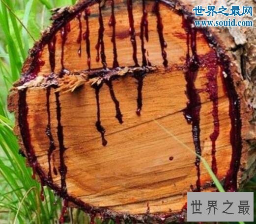 最奇特的树，千年树妖龙血树(会流血)