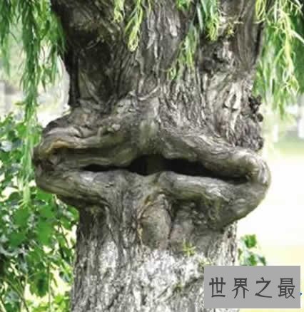 最奇特的树，千年树妖龙血树(会流血)