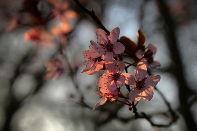 一枝红杏出墙来(一枝红杏出墙来是谁写的)