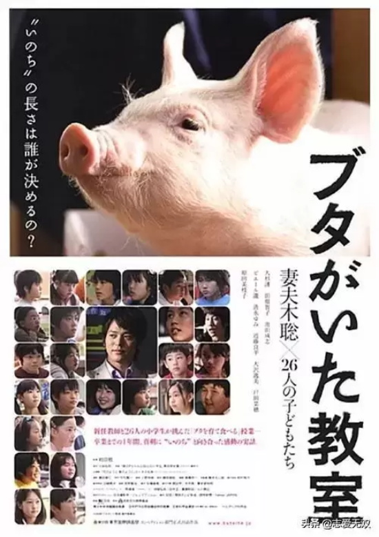 关于猪的电影有哪些（盘点十部有关猪的经典电影）