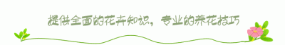 ​绿萝发黄是什么原因造成的（绿萝发黄怎么处理怎么补救）