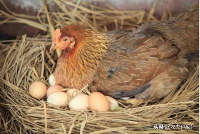 ​小鸡几天能孵出来（小鸡孵化1一21天过程图）