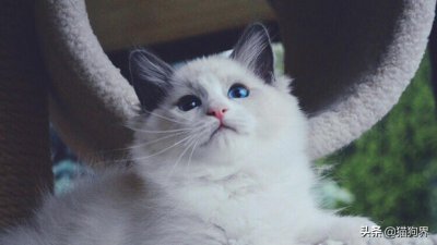 ​布偶猫怎么养越来越好看（布偶猫猫怎么养）