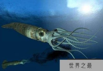 ​触手比身体长20倍的大王乌贼：8米长