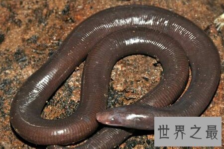 巨型蚯蚓生活在森林里 体型非常的长