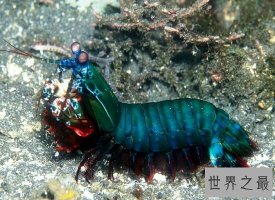 外表十分漂亮的的雀尾螳螂虾却十分凶猛 轻轻松松就能搞掉一只螃蟹