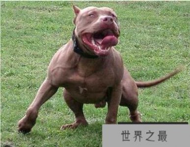 世界上最凶猛的六大狗狗品种:比特犬上榜