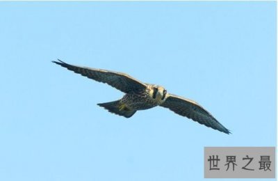 世界上速度最快的鸟,游隼时速390公里远超高铁