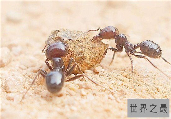家里有蚂蚁怎么办 多种家常妙招让你消灭它们