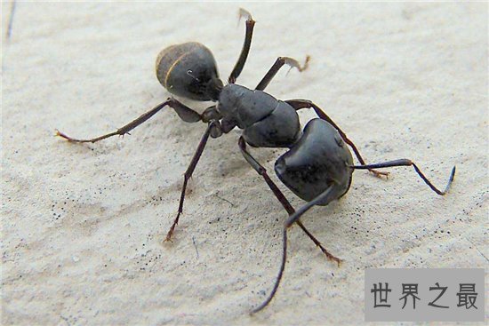 家里有蚂蚁怎么办 多种家常妙招让你消灭它们
