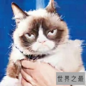 ​世界上身价最高的猫，是一只名副其实的网红小富猫。