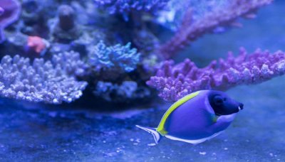 ​金鱼藻是真核原核 金藻是原核生物吗
