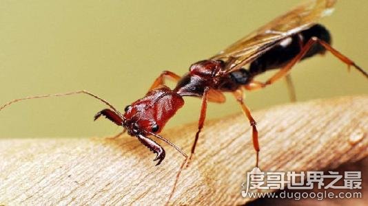 世界上毒性最强的蚂蚁子弹蚁，叮咬像子弹击中(疼痛指数第一)