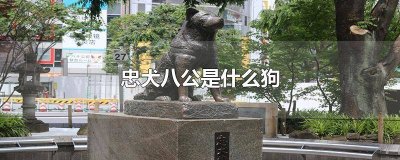 ​忠犬八公是什么狗品种 忠犬八公是什么狗狗