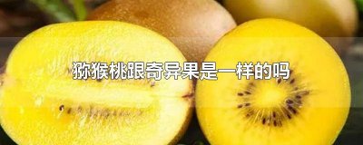 ​猕猴桃跟奇异果一样吗 猕猴桃跟奇异果一样吗图片