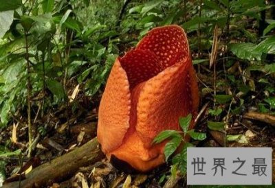 ​世界上最大的花居然是一朵食人花 长成了这个熊样