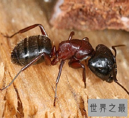 太吓人了 爆炸蚂蚁竟会为了同伴选择自爆和敌人同归于尽