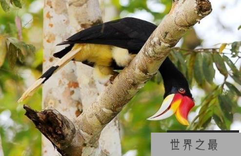 级