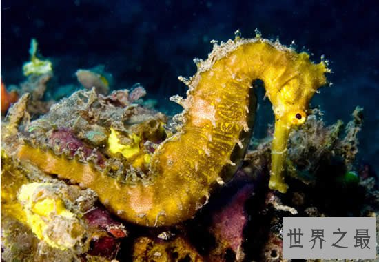 世界上最大的海马,巨型海马长达0.34米